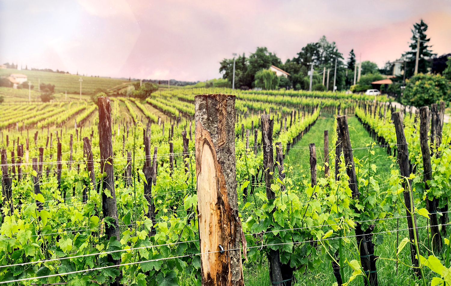 Friuli Venezia Giulia Deluxe Wine Tour