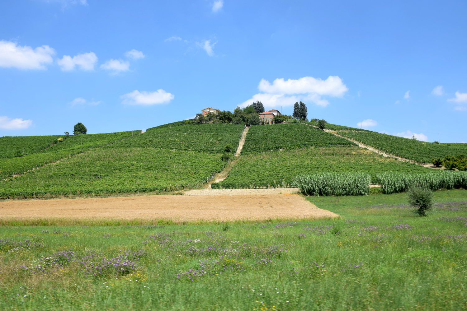 Piedmont Wine Tour