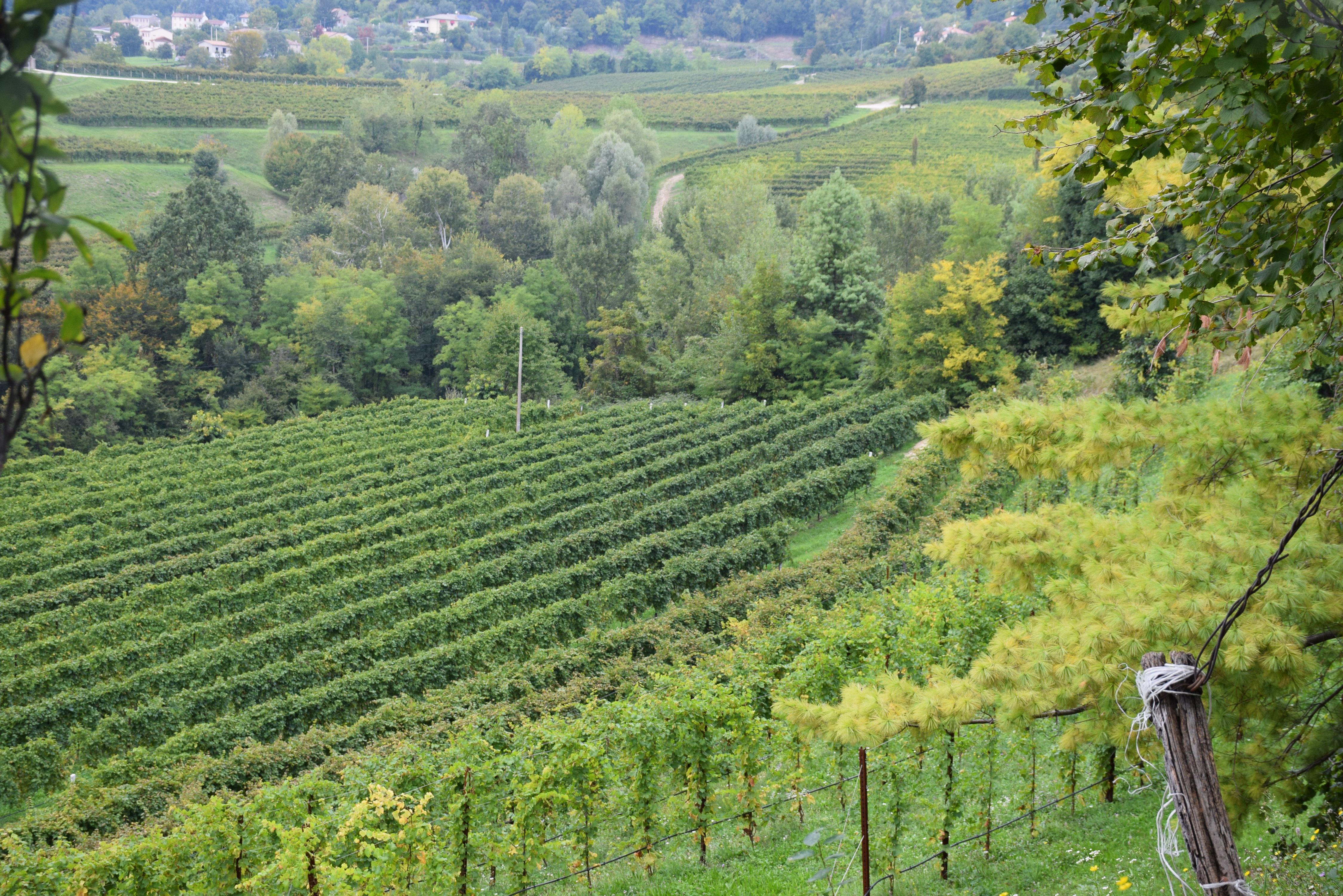 Prosecco Wine Tour