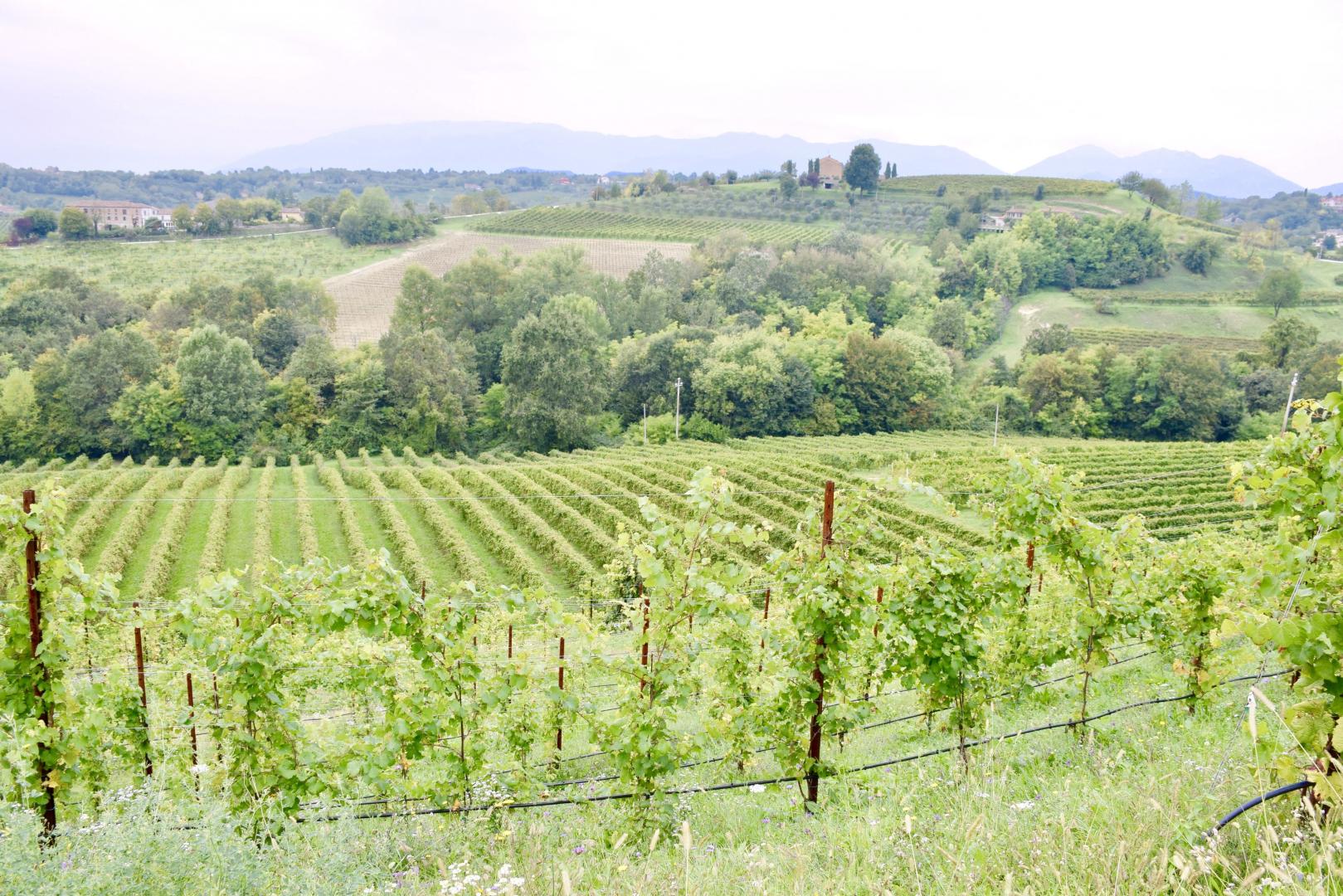 Prosecco - countryside