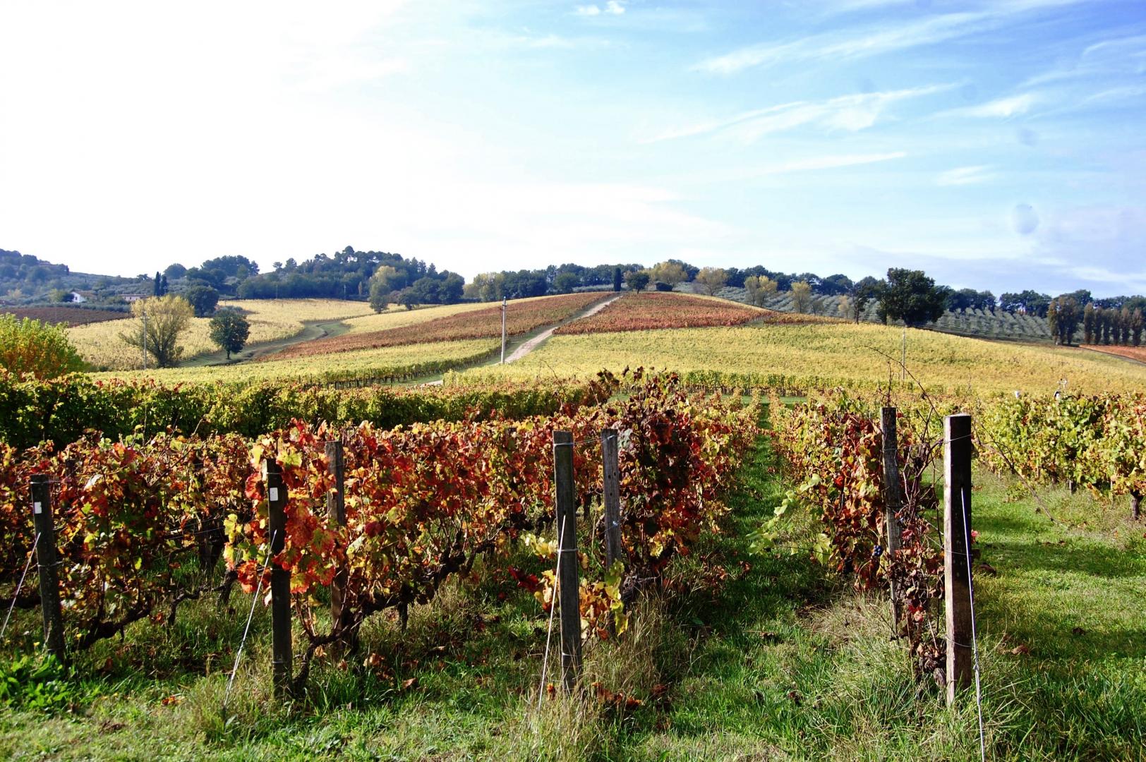 Umbria Olive Oil Tour