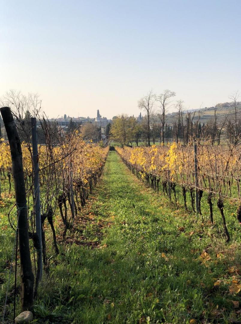Verona - Valpolicella vineyards