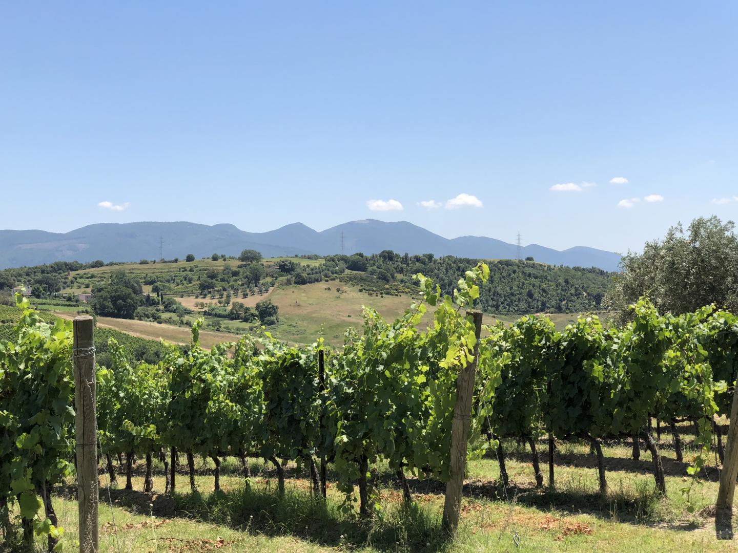 Umbria vineyards