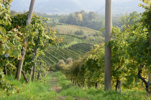 Prosecco Wine Tour