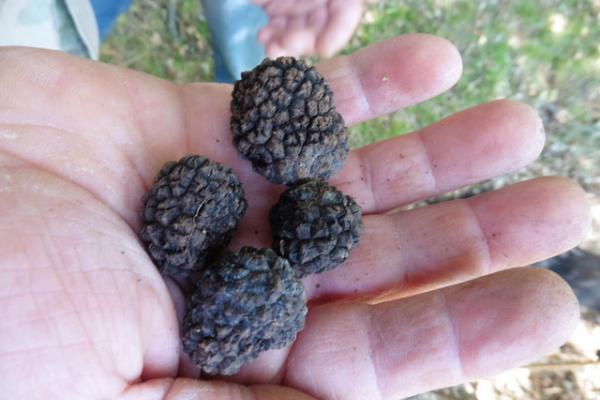 Tartufo-14-2016.jpg Experience Truffle - Emilia Romagna Fall & Winter Tour