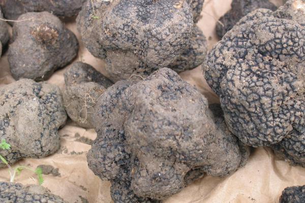 Experience Truffle -