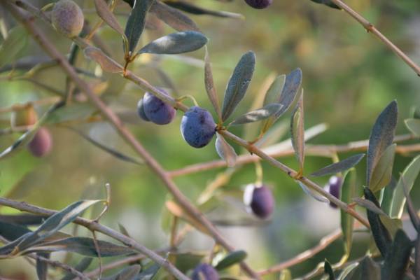 ABRUZZO - Olive oil
