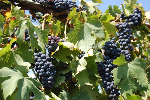 Romagna Countryside - Vineyards