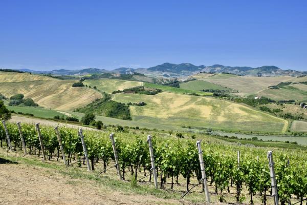 Beautiful Hills of Romagna - Vineyards