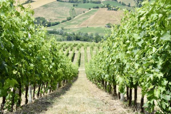 Romagna Countryside - Vineyards