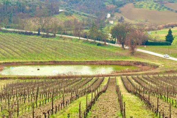 ABRUZZO - wine