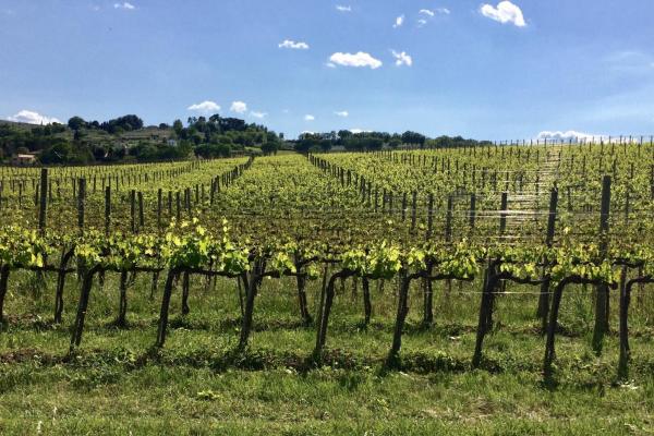 Prosecco-IMG_3876 2_0.jpg Prosecco - countryside