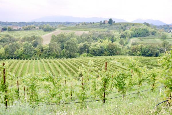 Prosecco - countryside