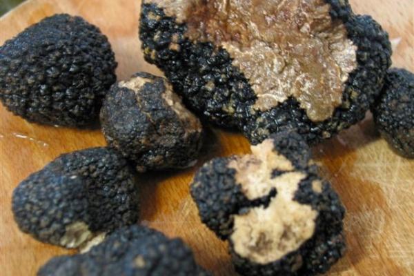 Umbria Olive Oil Tour