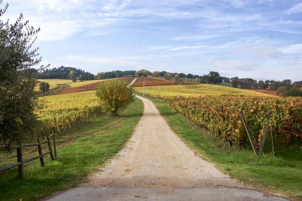 Umbria Olive Oil Tour