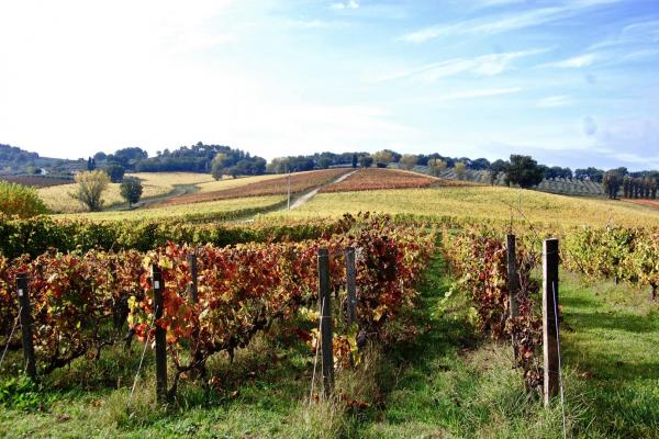 Umbria Olive Oil Tour