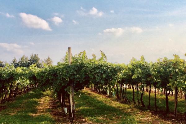 Verona - vineyards