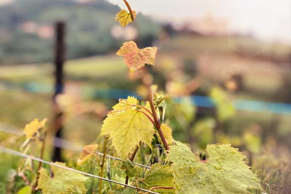 Friuli Venezia Giulia Deluxe Wine Tour