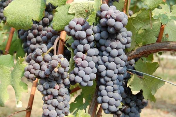 piemonte-48-2008.jpg Piedmont Wine Tour