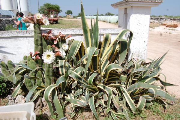 Puglia Deluxe Food &amp; Wine Tour