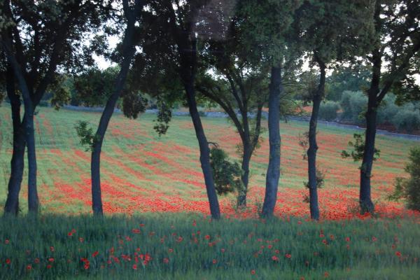 Puglia Deluxe Food &amp; Wine Tour