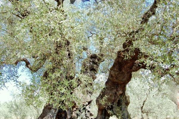 Umbria - S. Emiliano olive tree