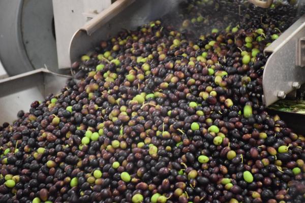 Olives at the olive oil mill